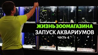 ЗАПУСК аквариумов для торговли рыбками в зоомагазине