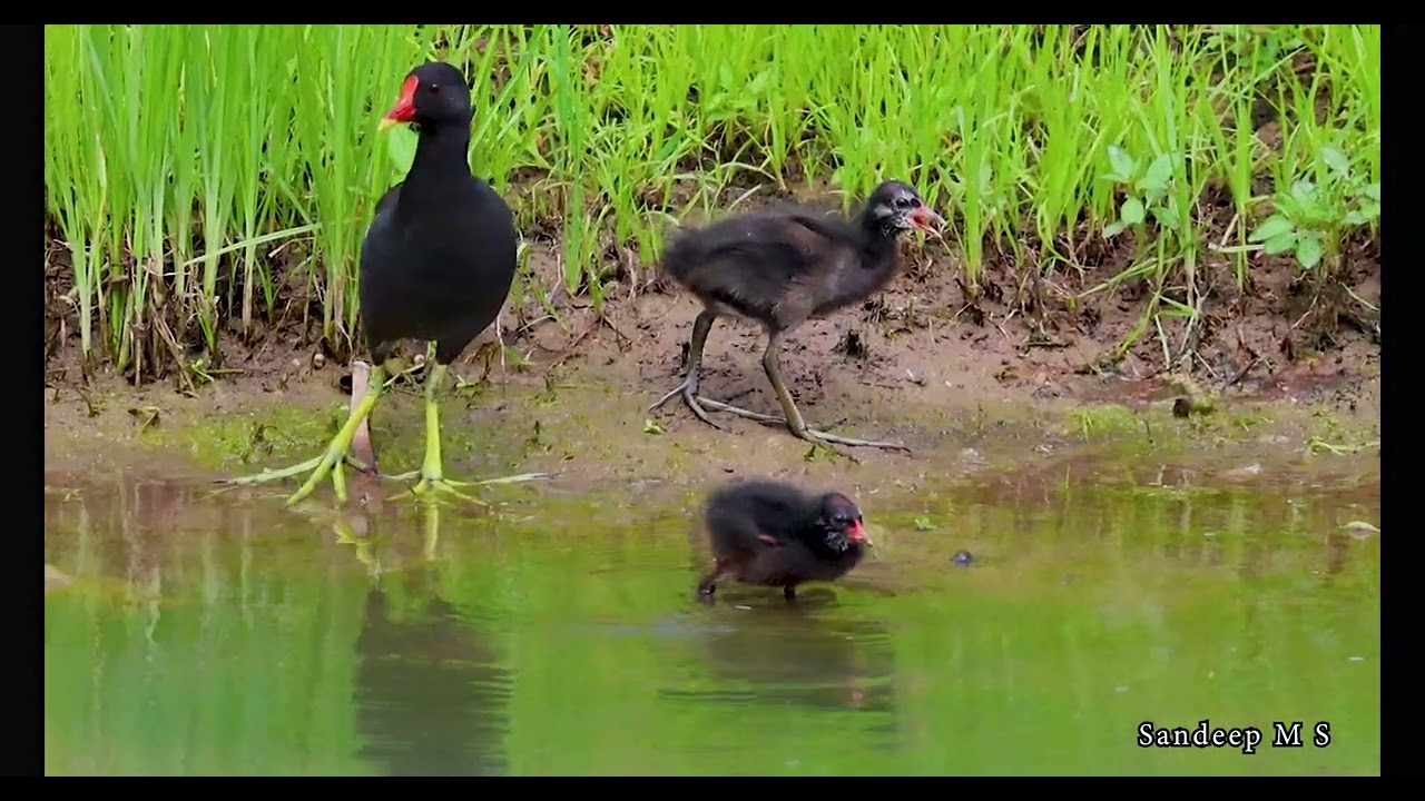 Common Moorhen with Its Chicks – A Touching Scene | Wildlife Documentary | Dedicated Parenting