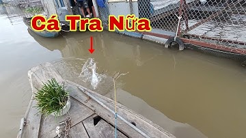 Câu Cá Trên Xuồng, Ngay Nước Cá Tra , Cá Cóc Ăn Giật Sướng Tay | Trần Đại Fishing