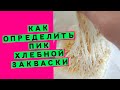 Пик хлебной закваски: как определить (пошаговое объяснение)