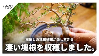 オペルクリカリアデカリー 芋分け管理1年以上 パワータンクあり