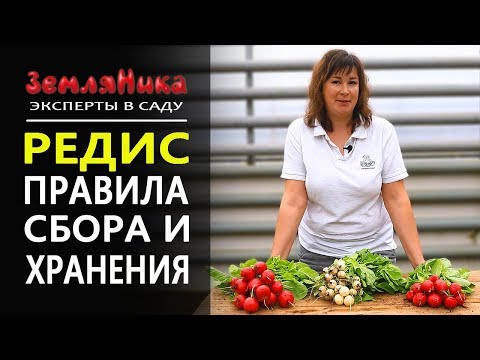 Как долго хранить редис. Как правильно собрать редиску.