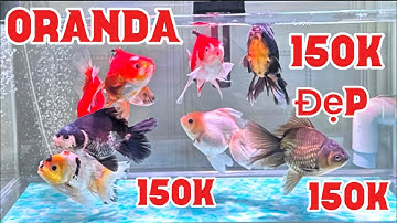 Kèo Thơm Cá Oranda Zize 4 Ngón Tay Giá Cực Rẻ - Cá Khỏe Khá Dạng Người - Giá Học Sinh Sinh Viên.