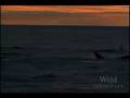 Blue whales  orcas  secret killers