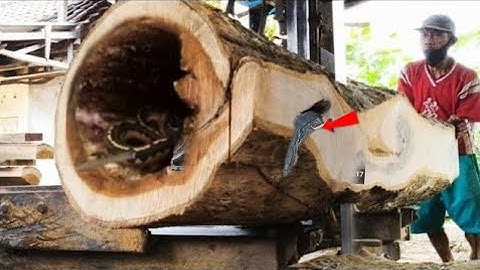 Dangerous and life-threatening, the process of sawing large teak wood in the sawmill