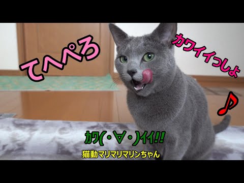 お昼のマリン【ロシアンブルー】てへぺろ、御飯食べて、遊んで気ままに過ごす昼下がり　マリンのプロフィールや給餌の量とかもあるよ