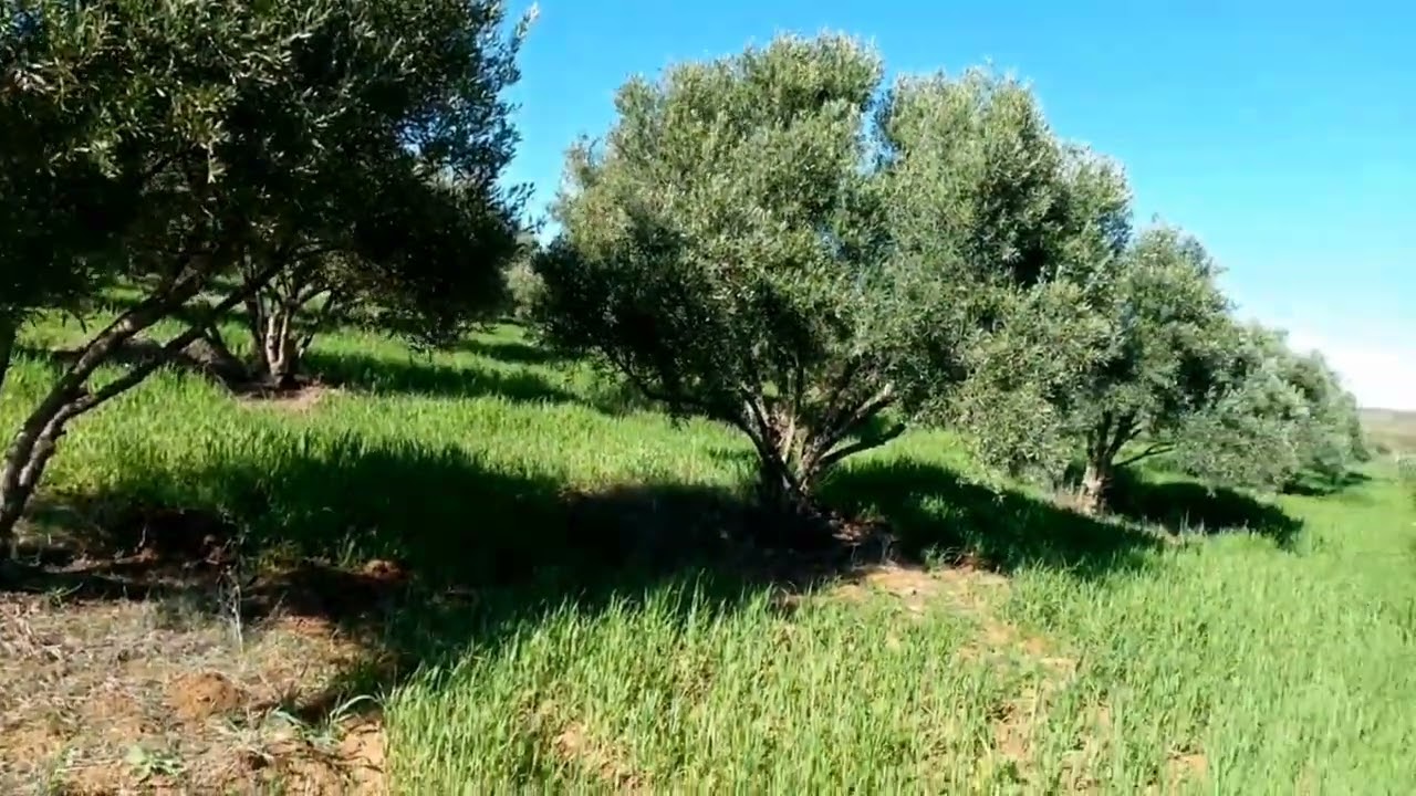 فيرما للبيع 24 مليون فقط بها زيتون. طريق المنزل عزابة الواتة محافظه طريق ضوء ماء  ماشي خلا أو قيفار