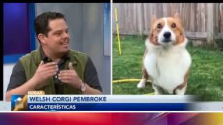 Welsh Corgi Pembroke: ¡Conoce todo sobre este hermoso perro!