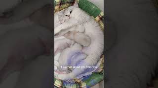 Tired mother cat feeds her little kittens | Mother Poem