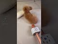 Dog farts to the microphone