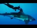 Meet Kimi Werner: The Woman Who Rode a Great White Shark - The Inertia