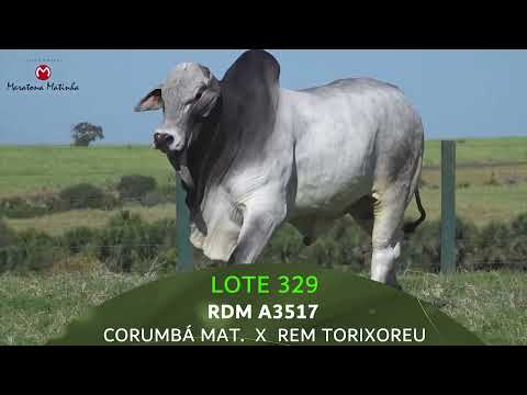 LOTE 329