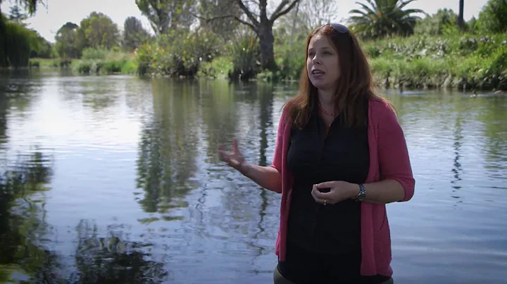 Aquatic ecology in Christchurch, New Zealand - She...