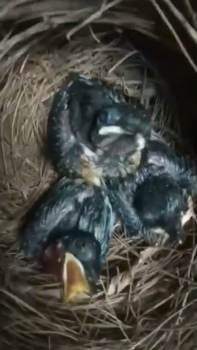 SUARA ANAKAN BURUNG MURAI BATU MINTA MAKAN