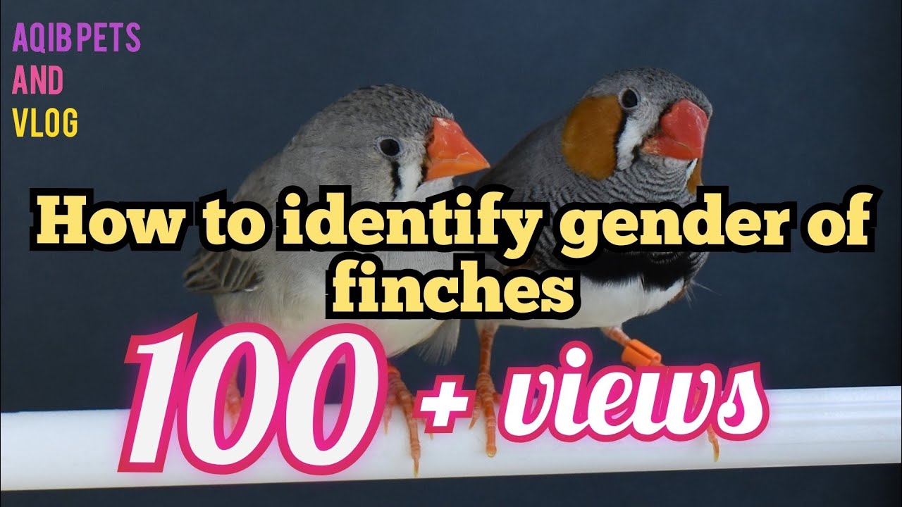 How to identify finches gender in tamil. YouTube