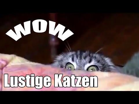 Lustige Katzen Videos Zum Totlachen Sooo Süss Funny Fun