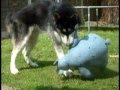 Pup vs bear  squirrel