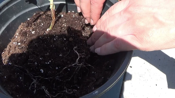 Master the Art of Transplanting Baby Blue Eucalyptus Seedlings