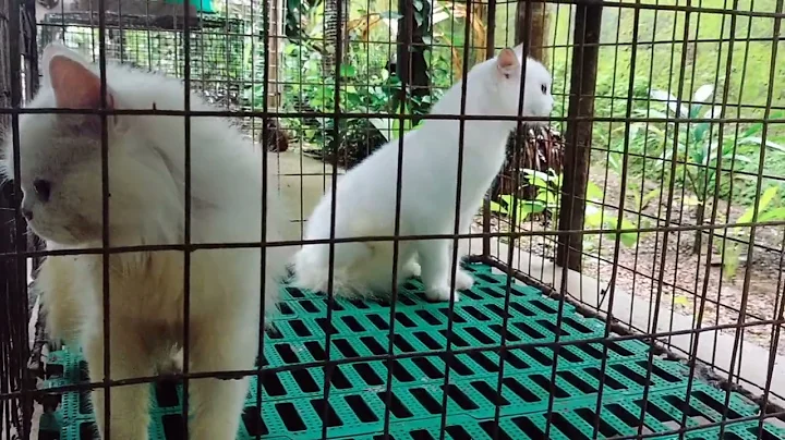 Video 11508261: persian cat breed, semi punch face cat, cat male female, cat white female, cat pure white