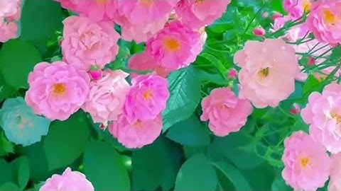 32 - سورة السجدة كاملة | الشيخ محمد الفقيه حفظه الله | اللهم إنا نسألك علماً نافعا ورزقاً طيبا
