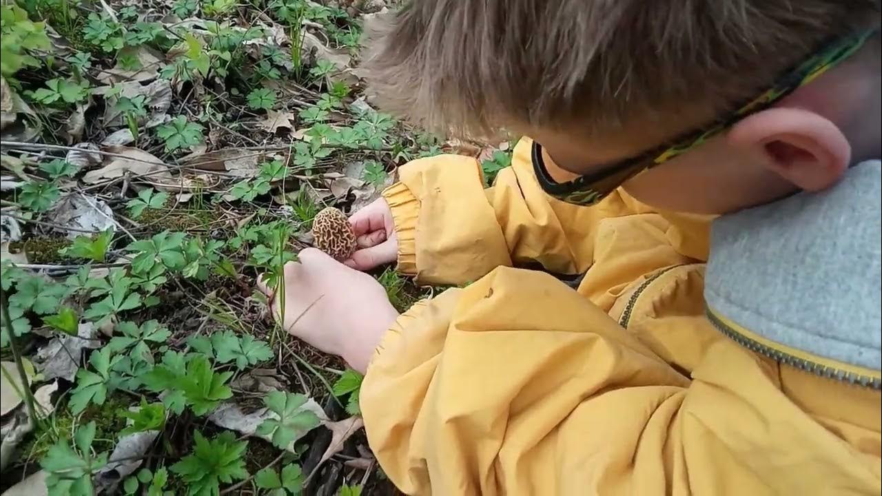 Morel Mushroom Hunting the Farm Central Illinois April 21 2023 morels