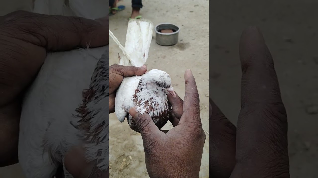 For sale kabutar only 300 mb 7900795416