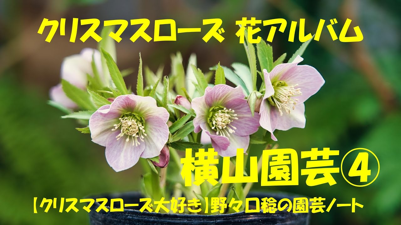 花アルバム 横山園芸④ - YouTube