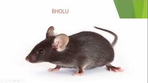 MATHS (NCERT) CLASS 2 CHAPTER 5 PATTERNS (PART 1)