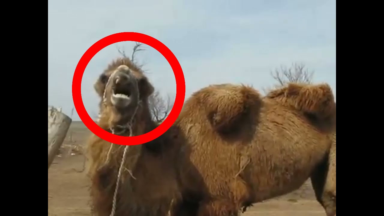Arab Funny 1 - YouTube