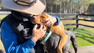 Cheeky Dogs | Dingo Training | Boxer Love