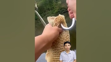 Câu cá khổng lồ cận cảnh làm mồi câu #cacconvat #docla #fishing