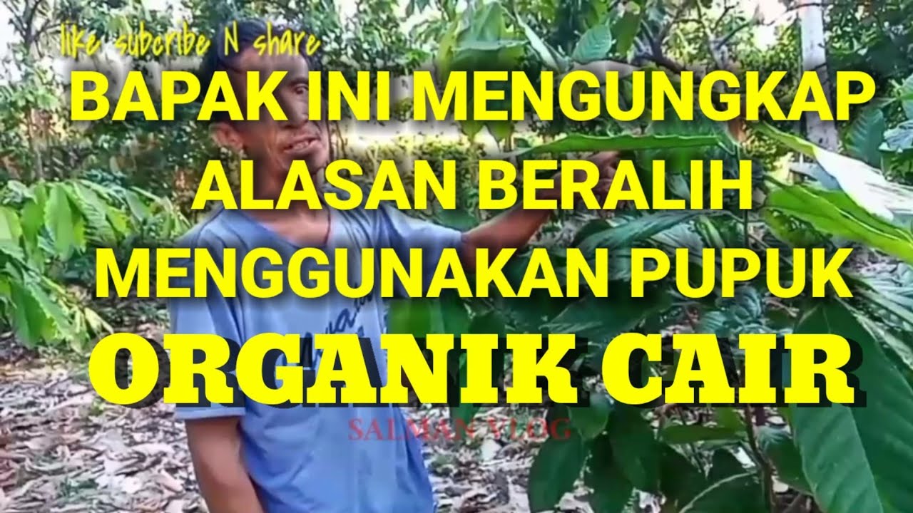 KAKAO UMUR SATU TAHUN SUDAH BERBUAH BEGINI CARANYA