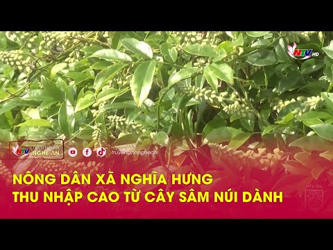 Nông dân xã Nghĩa Hưng thu nhập cao từ cây Sâm núi Dành