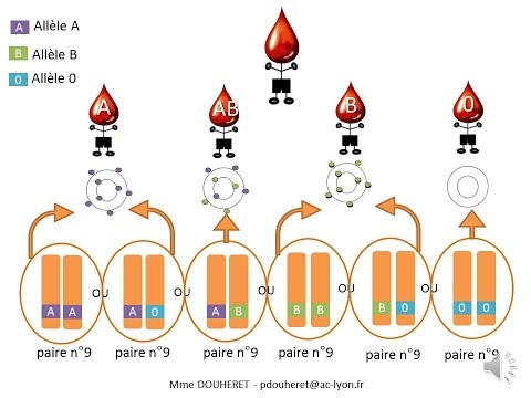 Vidéo: Un allèle récessif peut-il masquer un allèle dominant ?