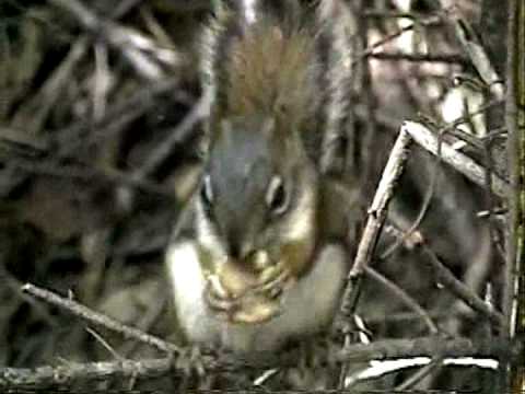 Squirrel Eating Mushroom You Squirrel Eating Mushroom