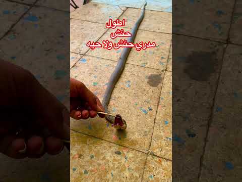 مسكنى حنش اليوم في إب اليمن اكسبلور