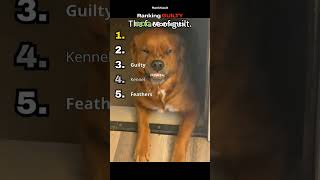 GUILTY DOG Moments Ranked!