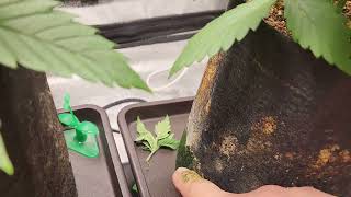 Weekly update Octopot grow #13 Day 26 Moby Dick, Watermelon Zkittlez, Blueberry OG, Maui Waui.