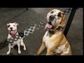 Saratoga Dog Trainers / Clifton Park Dog Trainers / 9 Month Old Great Dane, Gadget Saratoga Dog Trainers / Clifton Park Dog Trainers / 9 Month Old Great Dane, Gadget