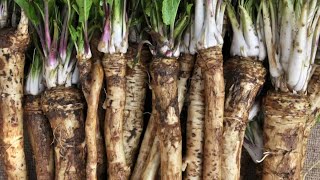 The Life Cycle Of Horseradish Modern Agricultural Cultivation Harvest And Processing Into Mustard