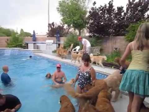 Las Vegas' Largest Golden Retriever Pool Party! - YouTube