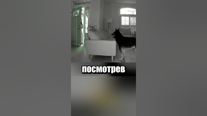 Что делает песель, когда остается один дома