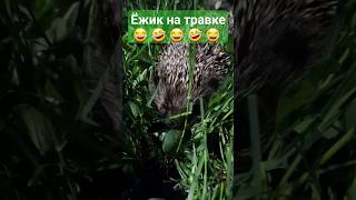 Ёжик весёлый домой пришёл 😂😂😂😂😂
