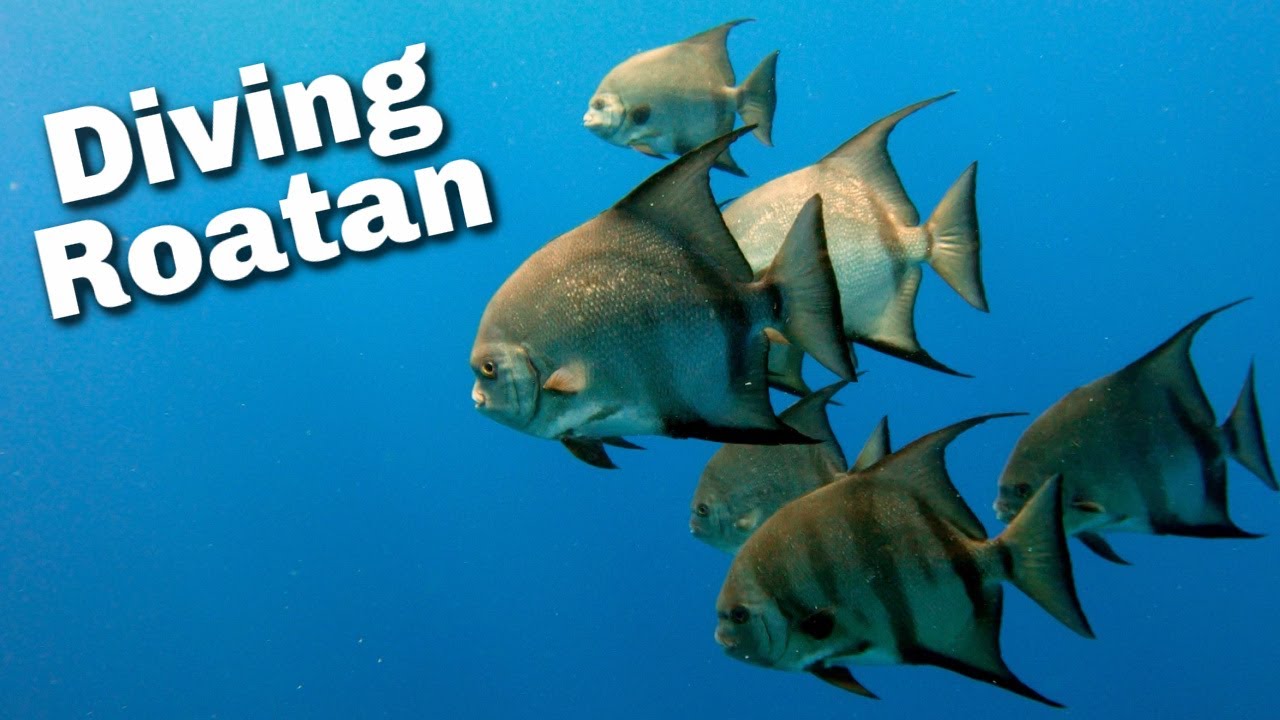 Best Diving in Roatan, Honduras | Coconut Tree Diving | Bear's Den