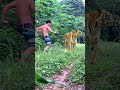 best meeting of the tiger living #lionhunters #tiger #animals #shorts #short #shortpants