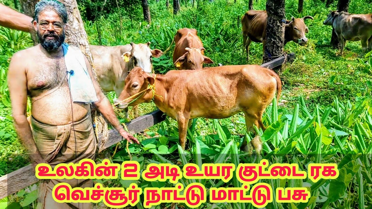 Vechur Cow | உலகின் 2 அடி குட்டை ரக வெச்சூர் நாட்டு மாடு பசு வளர்ப்பு / വെച്ചൂർ പശു