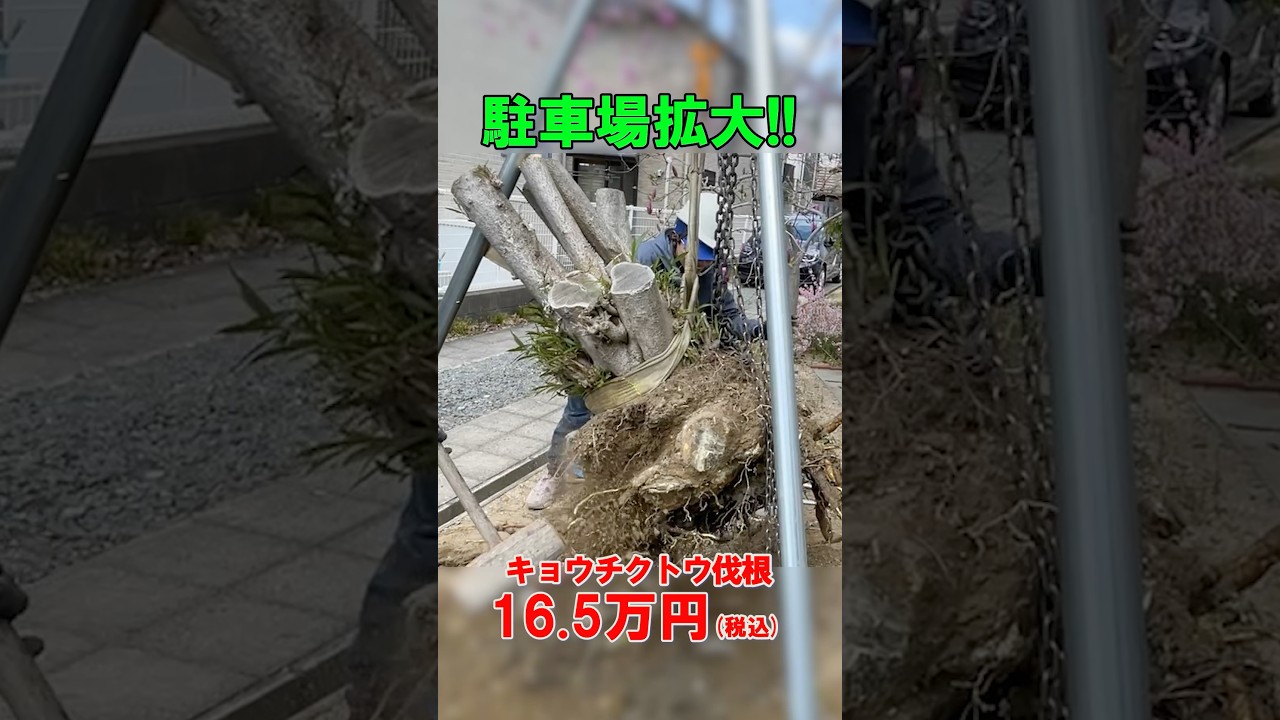 【植木屋の日常】巨大な樹木を根っこから抜く！