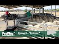 ProWay Sheepyards - "Binginwarri" | Holbrook NSW