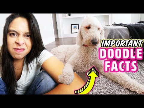 don't-get-a-goldendoodle-before-watching-this-🚫-getting-a-new-puppy-tips!