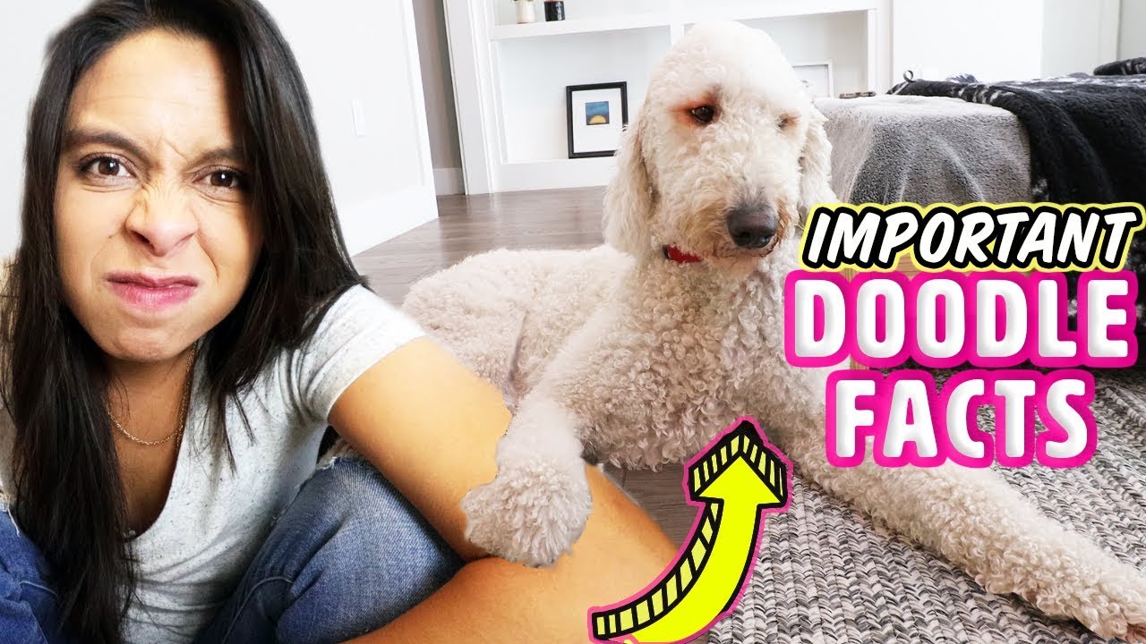 Don'T Get A Goldendoodle Before Watching This 🚫 Getting A New Puppy Tips!